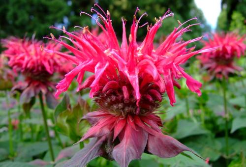 A close up of the pink flower Monarda